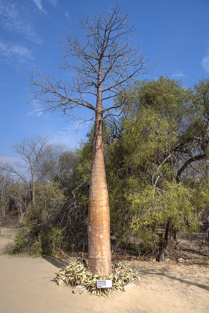 Andansonia Rubrostipa tree